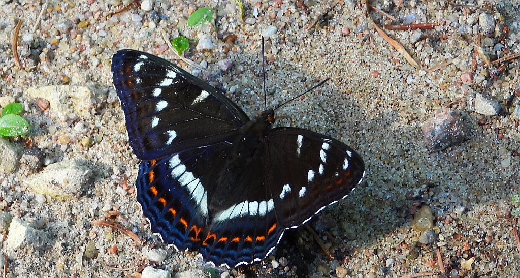 Pokłonnik osinowiec (Limenitis populi)