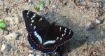 Pokłonnik osinowiec (Limenitis populi)