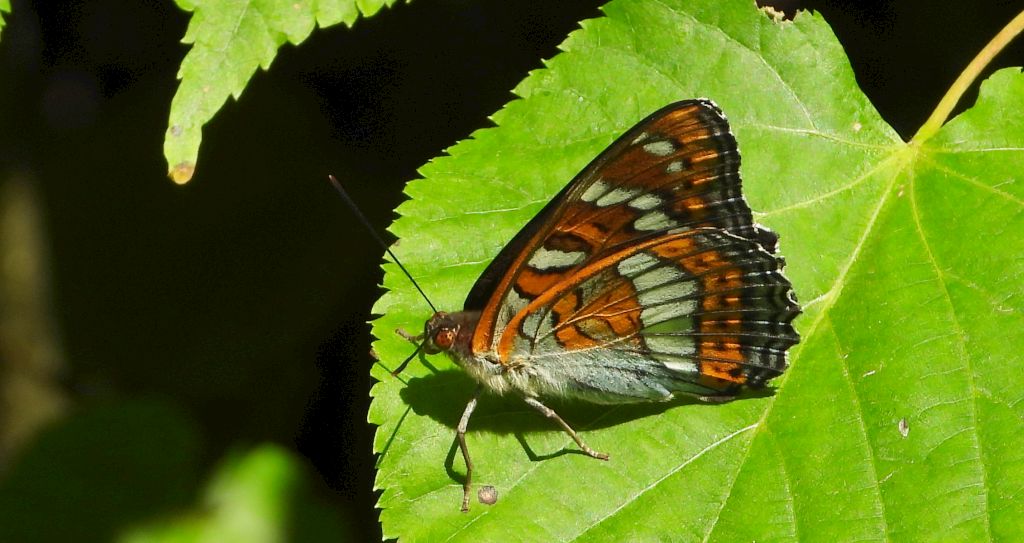 Pokłonnik osinowiec (Limenitis populi)