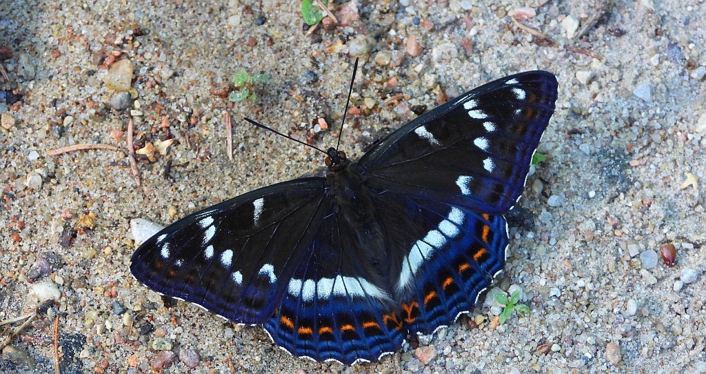 Pokłonnik osinowiec (Limenitis populi)