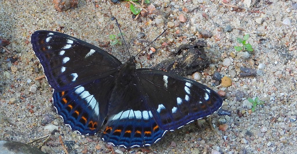 Pokłonnik osinowiec (Limenitis populi)