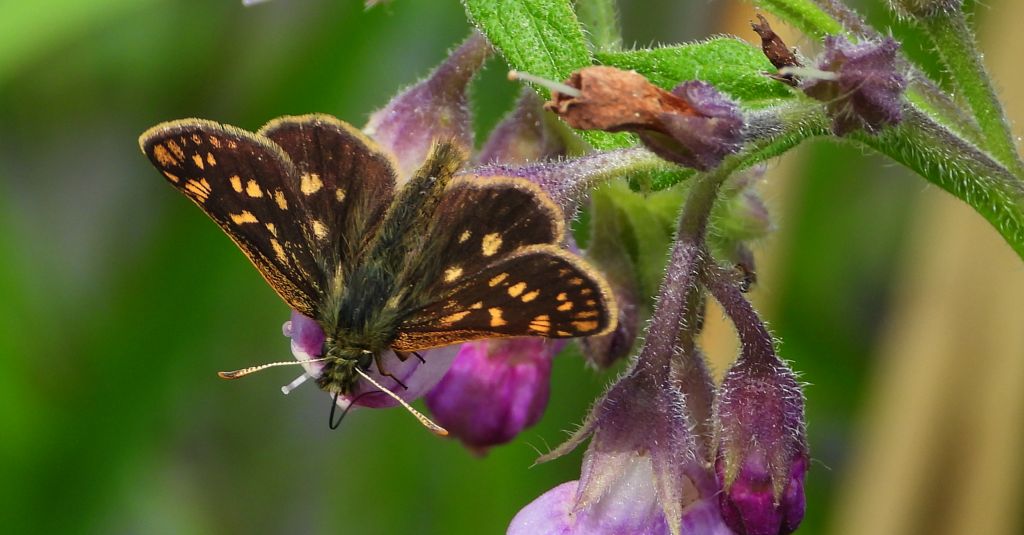 Kosternik palemon (Carterocephalus palaemon)