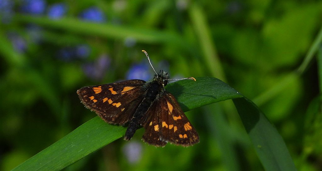 Kosternik palemon (Carterocephalus palaemon)