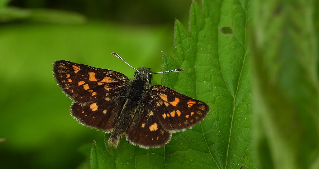 Kosternik palemon (Carterocephalus palaemon)