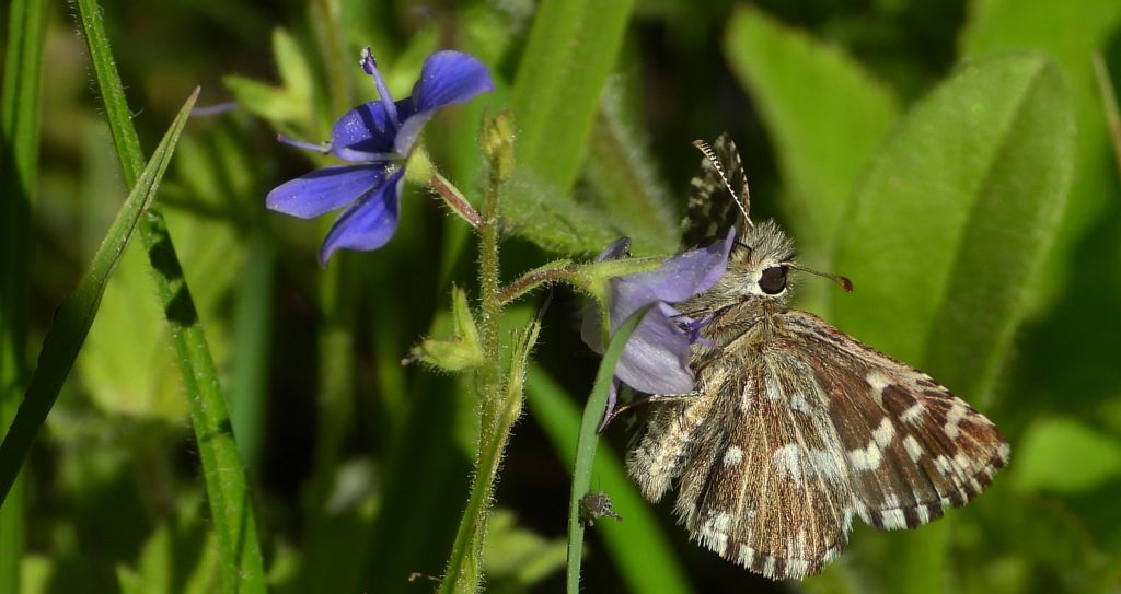 Powszelatek malwowiec (Pyrgus malvae)