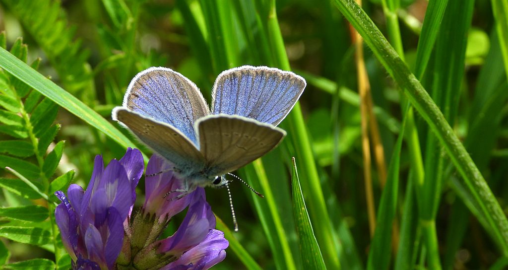 Modraszek semiargus (Polyommatus semiargus)