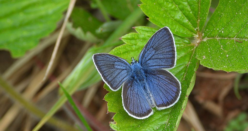 Modraszek semiargus (Polyommatus semiargus)