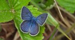 Modraszek semiargus (Polyommatus semiargus)