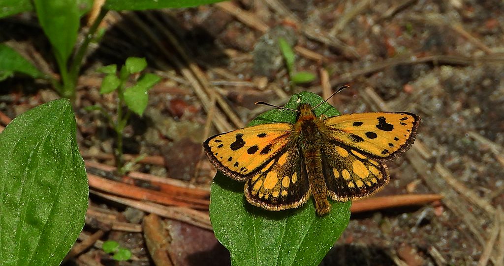 Kosternik leśniak (Carterocephalus silvicola)