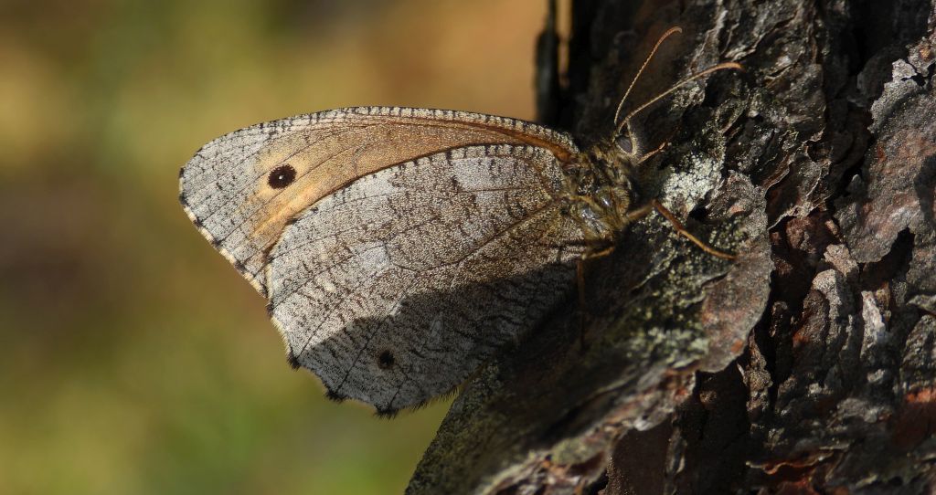 Mszarnik jutta, skalnik arktyczny  (Oeneis jutta)