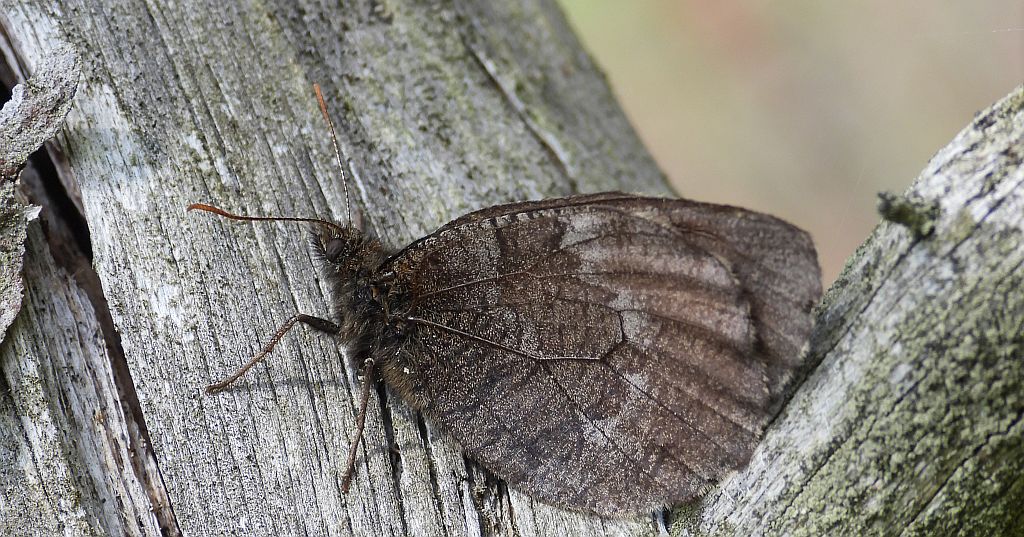 Mszarnik jutta, skalnik arktyczny  (Oeneis jutta)