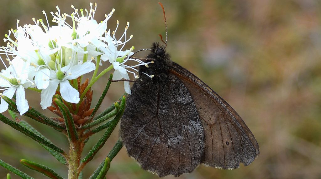 Mszarnik jutta, skalnik arktyczny  (Oeneis jutta)