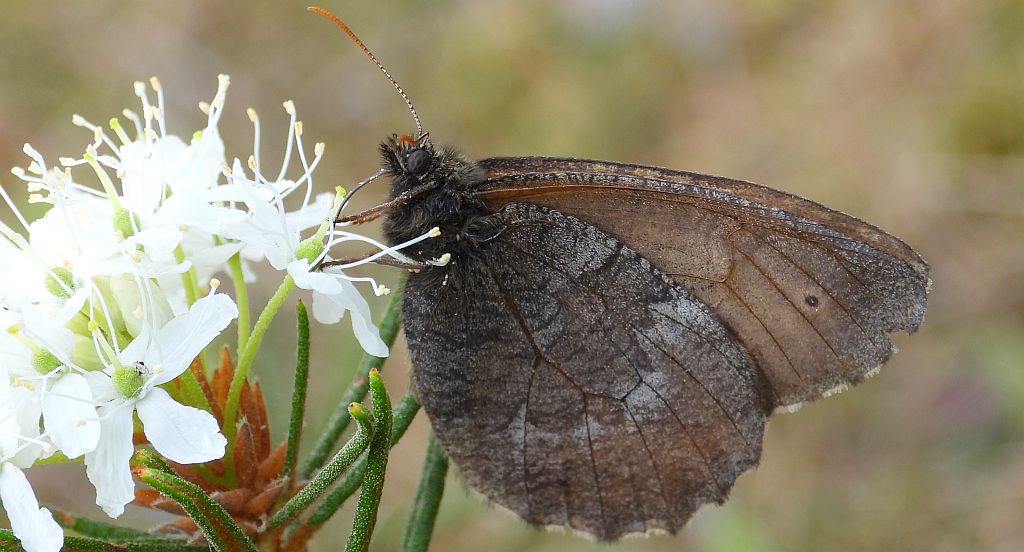 Mszarnik jutta, skalnik arktyczny  (Oeneis jutta)