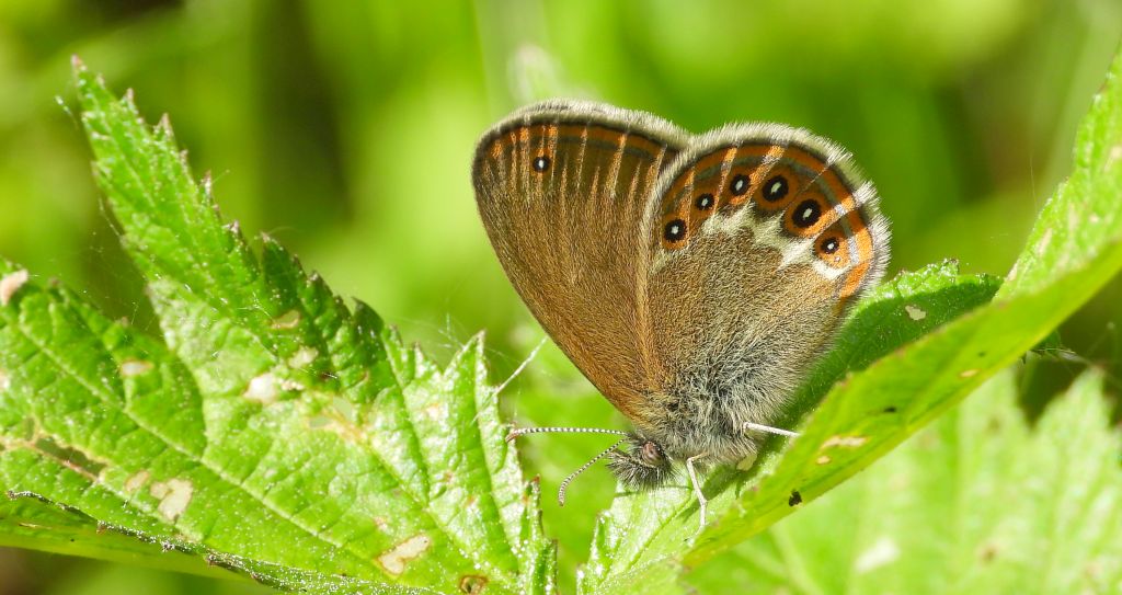 Strzępotek hero (Coenonympha hero)