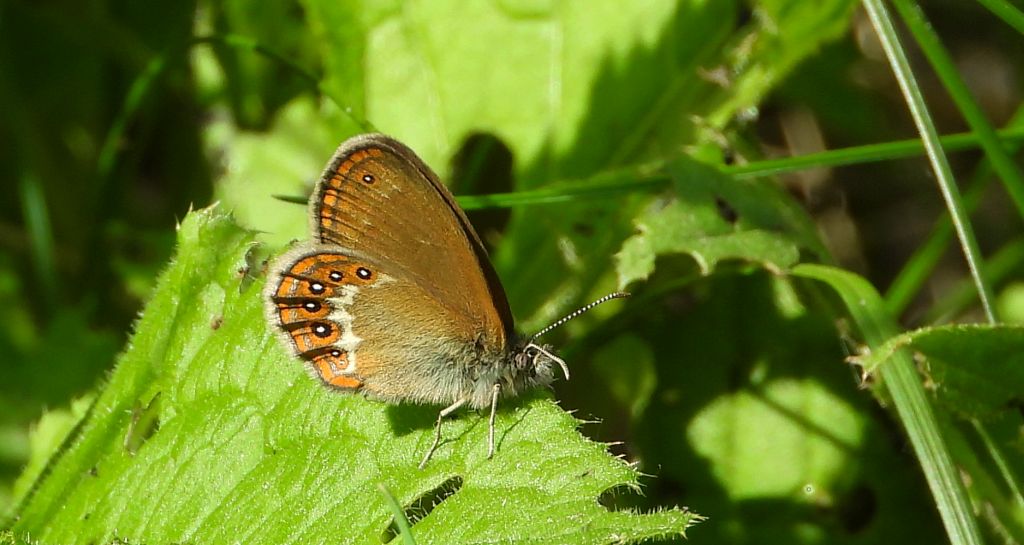 Strzępotek hero (Coenonympha hero)