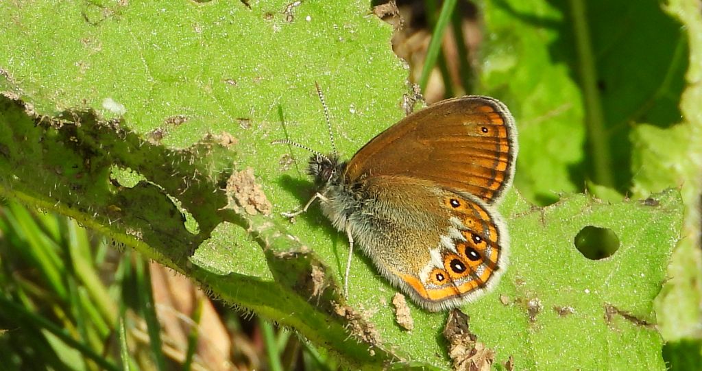 Strzępotek hero (Coenonympha hero)