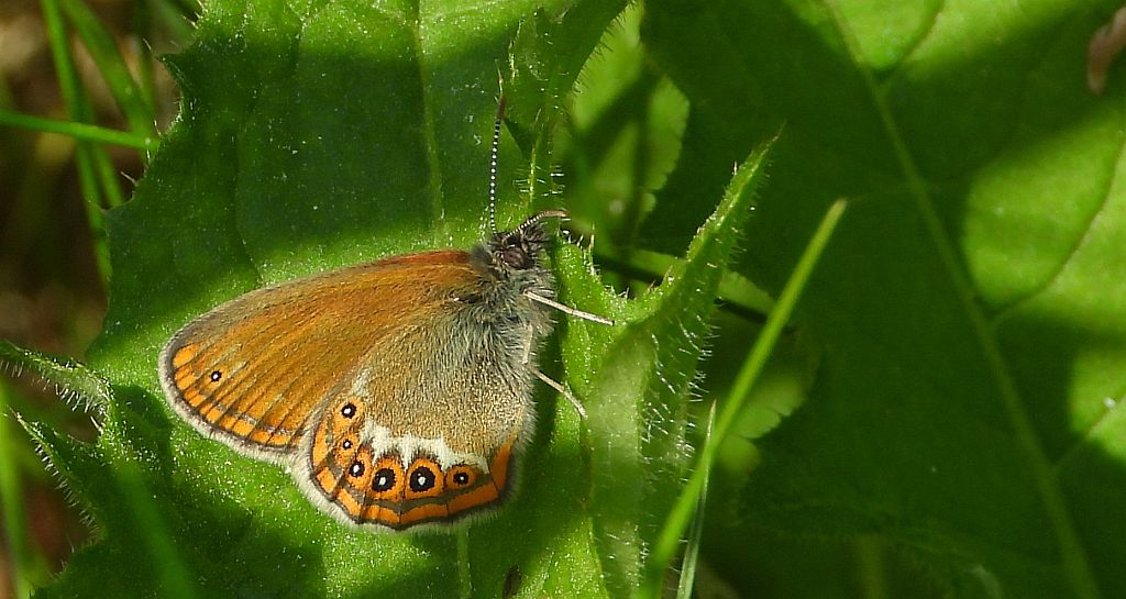 Strzępotek hero (Coenonympha hero)