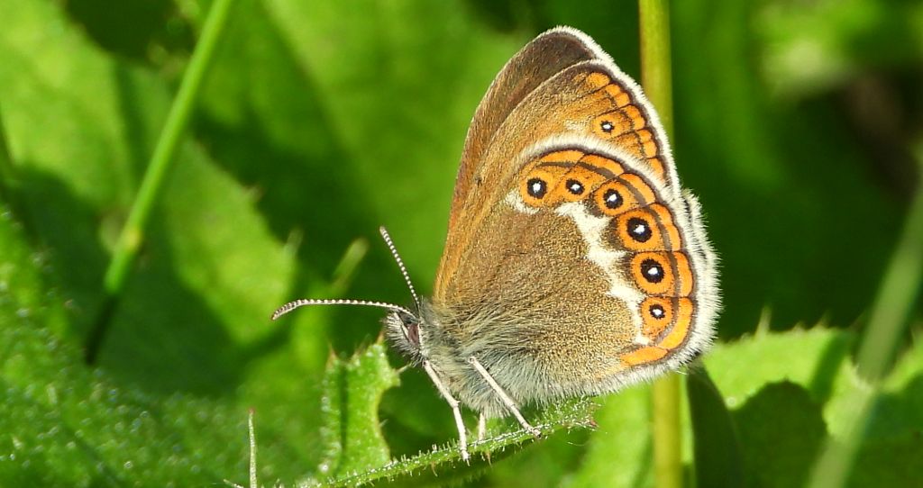 Strzępotek hero (Coenonympha hero)