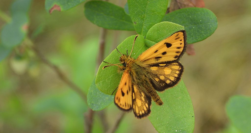 Kosternik leśniak (Carterocephalus silvicola)