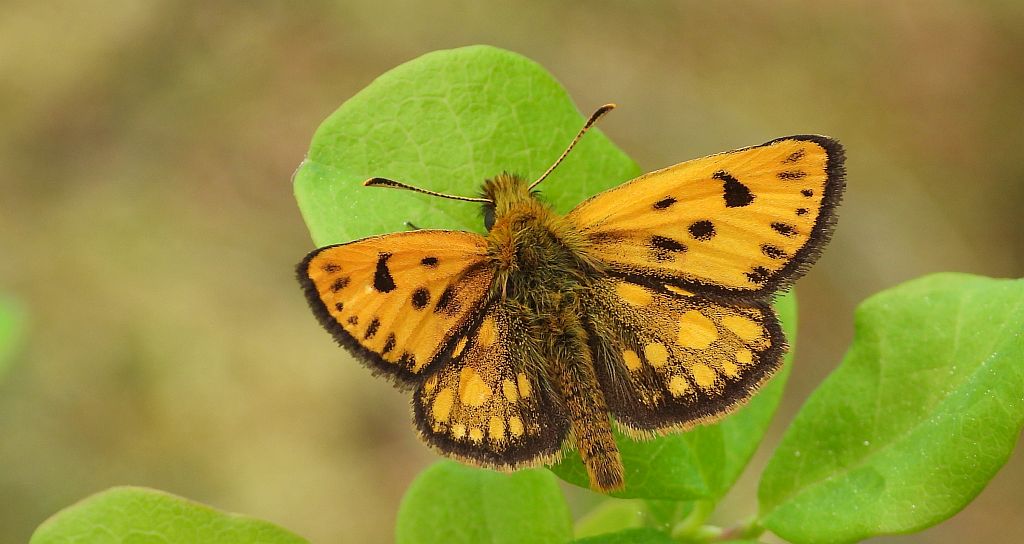 Kosternik leśniak (Carterocephalus silvicola)