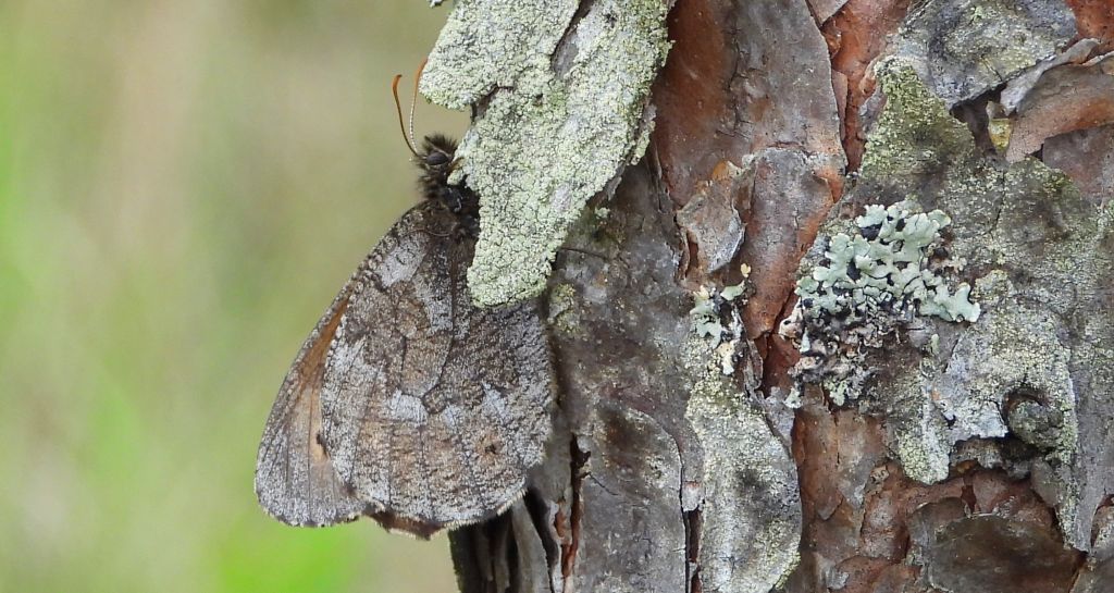 Mszarnik jutta, skalnik arktyczny  (Oeneis jutta)