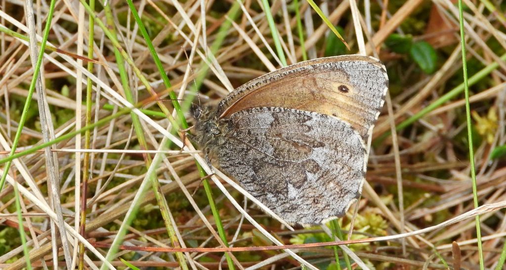 Mszarnik jutta, skalnik arktyczny  (Oeneis jutta)