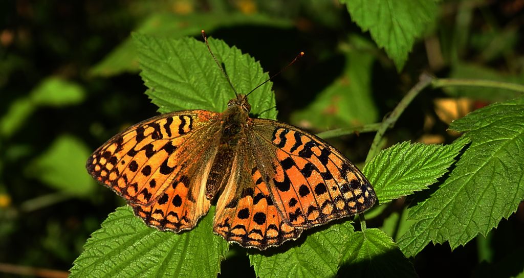Dostojka niobe (Argynnis niobe)