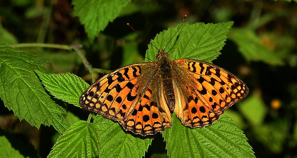 Dostojka niobe (Argynnis niobe)