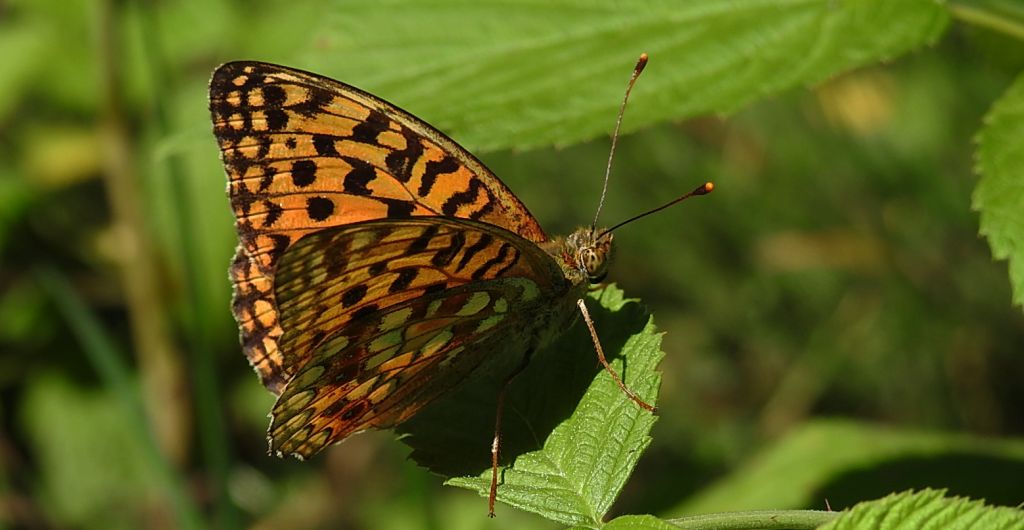 Dostojka niobe (Argynnis niobe)