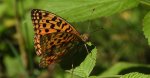 Dostojka niobe (Argynnis niobe)