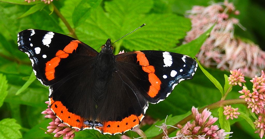 Rusałka admirał (Vanessa atalanta)