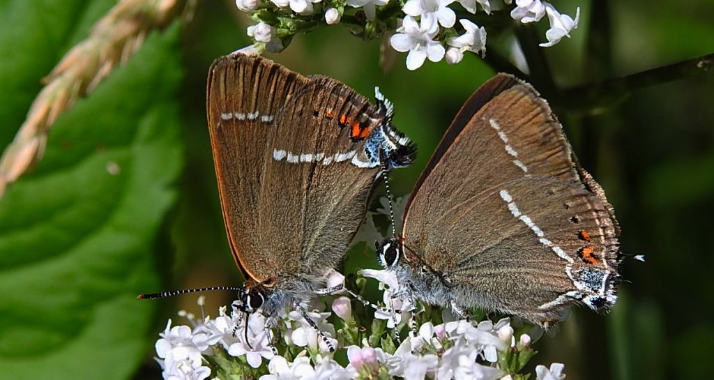 Ogończyk tarninowiec (Satyrium spini)