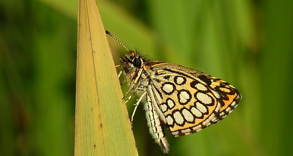 Rojnik morfeusz (Heteropterus morpheus)