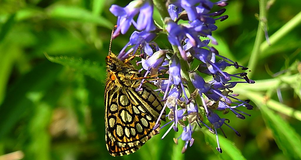 Rojnik morfeusz (Heteropterus morpheus)