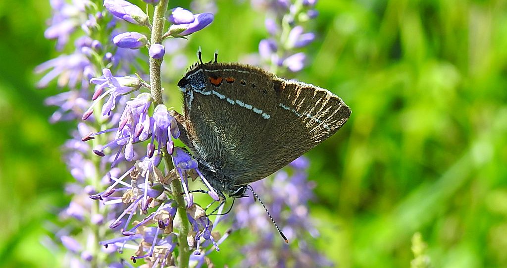 Ogończyk tarninowiec (Satyrium spini)