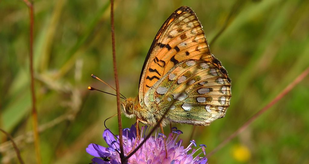 Dostojka aglaja, perłowiec aglaja, (Argynnis aglaja)