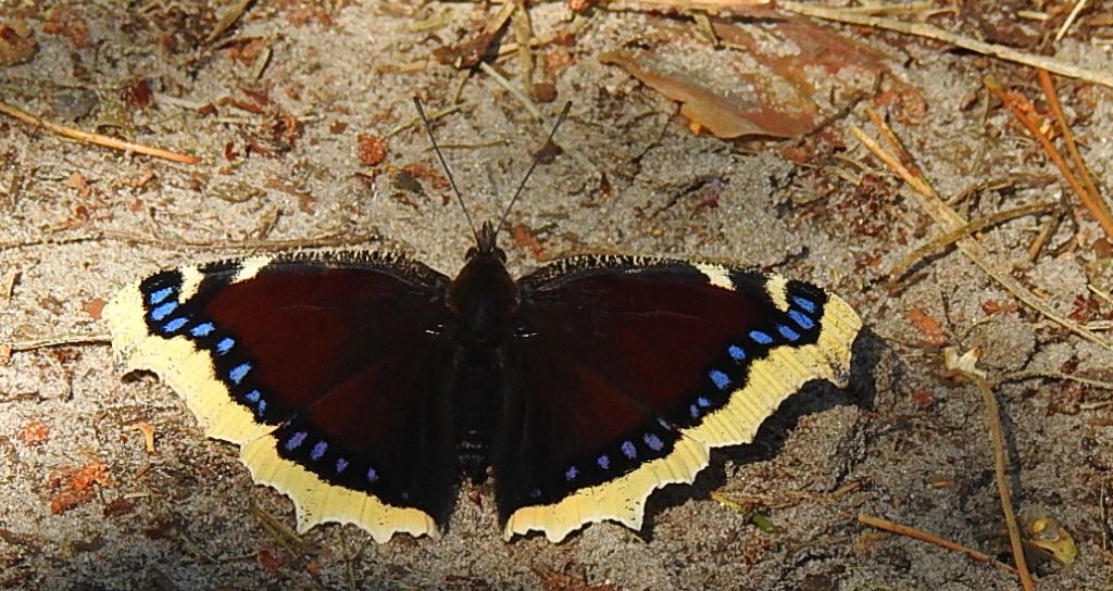 Rusałka żałobnik (Nymphalis antiopa)