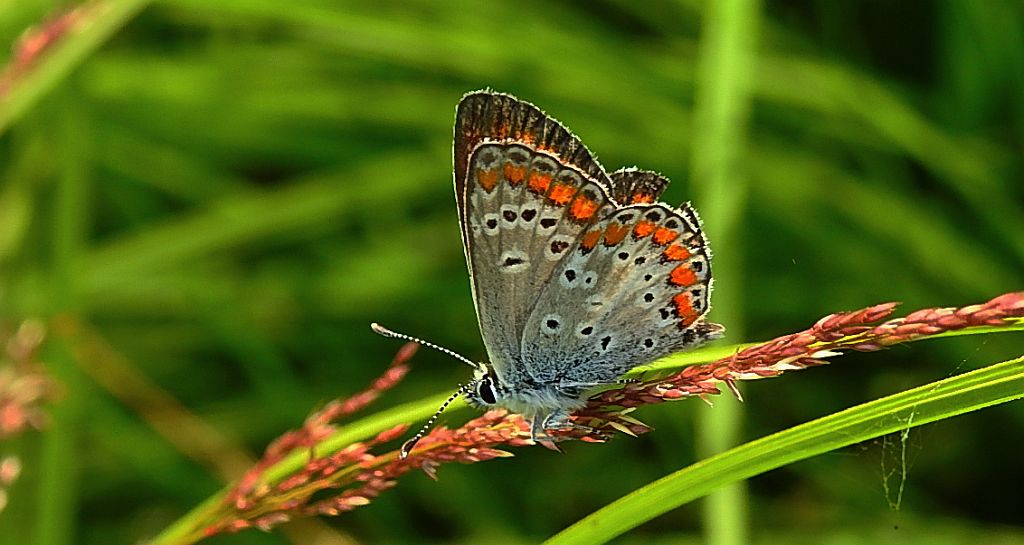 Modraszek agestis (Plebejus agestis)