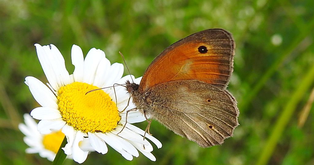 Przestrojnik jurtina (Maniola jurtina)