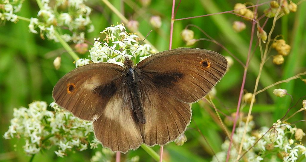 Przestrojnik jurtina (Maniola jurtina)