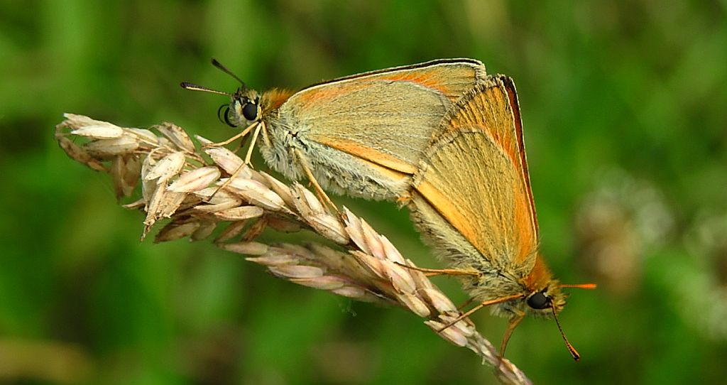 Karłątek ryska (Thymelicus lineola)