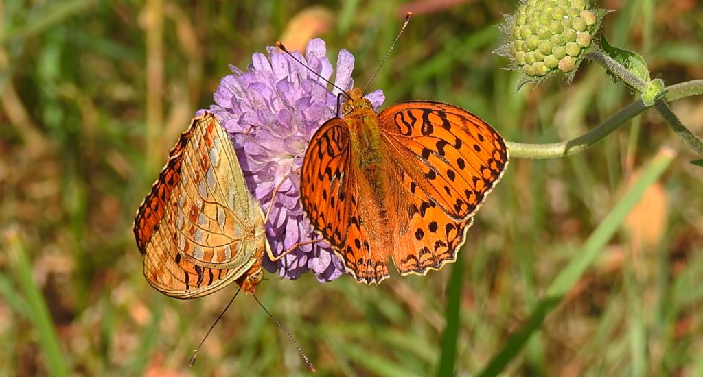 Dostojka adype (Argynnis adippe)