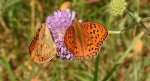 Dostojka adype (Argynnis adippe)