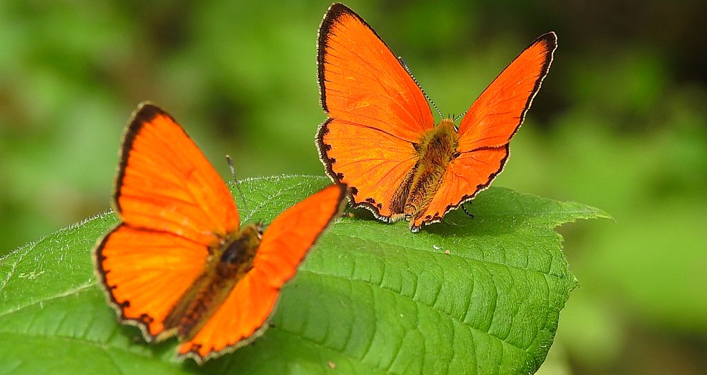 Czerwończyk dukacik (Lycaena virgaureae)