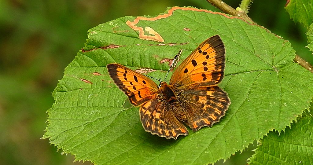 Czerwończyk dukacik (Lycaena virgaureae)