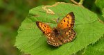 Czerwończyk dukacik (Lycaena virgaureae)