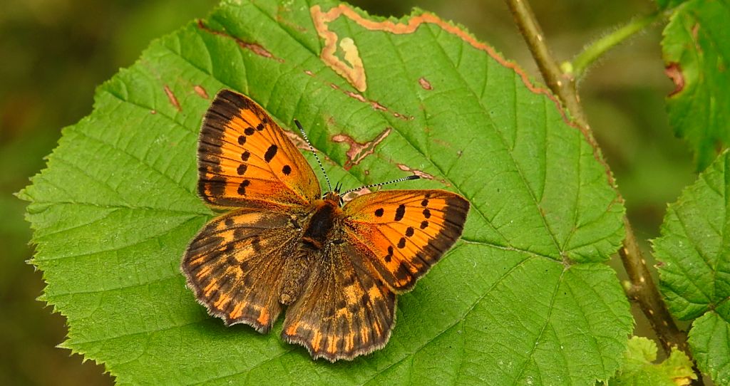 Czerwończyk dukacik (Lycaena virgaureae)