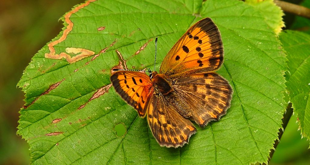 Czerwończyk dukacik (Lycaena virgaureae)