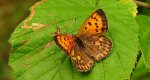 Czerwończyk dukacik (Lycaena virgaureae)