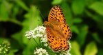 Dostojka adype (Argynnis adippe)